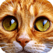jigsaw-puzzle-cats