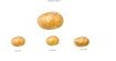 potato